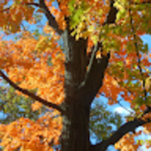 Meet your Posher, Sonda